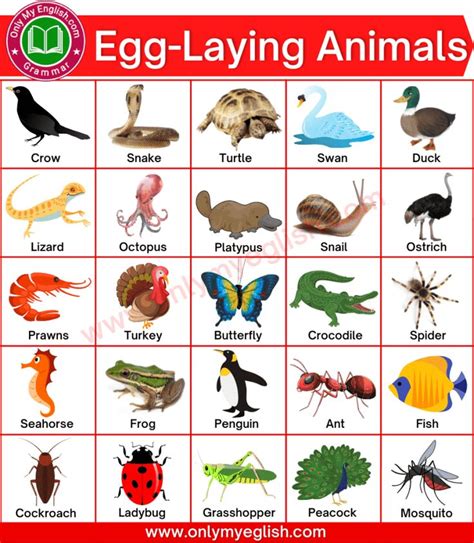 50+ ডিম পাড়া প্রাণীর নাম ছবি সহ | Egg laying, Animals name with ...