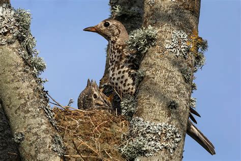 Mistle Thrush With Chick In Nest, Northumberland, Uk Photograph by Ann ...