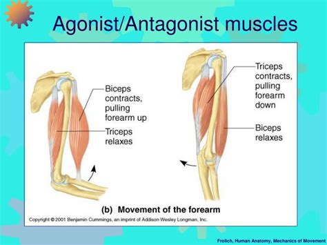 PPT - Mechanics of Movement I: Muscle Force and Action Across Joints PowerPoint Presentation ...