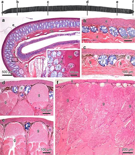 Characteristics and distribution of the cutaneous glands along the body ...