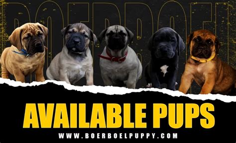 Boerboel Puppy Breeders - Puppies for Sale | Exotic Boerboels