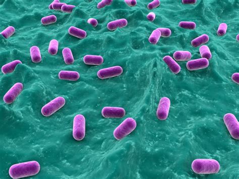 New Pediococcus acidilactici probiotic's origin in nature confers its high stability, supplier says