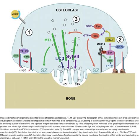 Bone Cells - Basic Science - Orthobullets