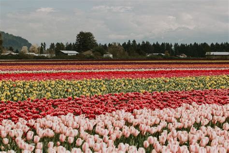 Chilliwack Tulip returns to the Lower Mainland - North Shore News