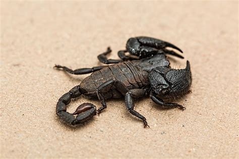 How do scorpions reproduce? Scorpion reproduction facts - The Spider Blog