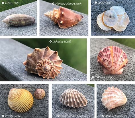 Identifying Florida Seashells – Beachcombing Magazine