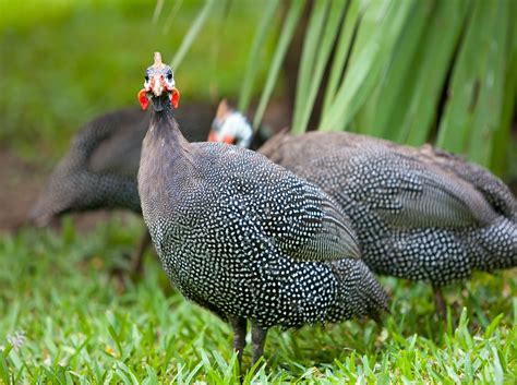 Lets Get To Know The Domestic Guineafowl - Taman Safari Bali