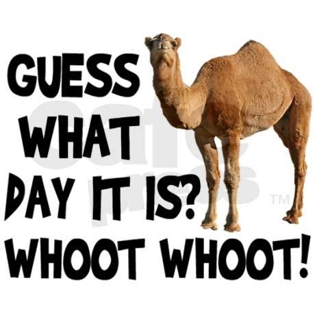 Hump Day Camel Pictures, Photos, and Images for Facebook, Tumblr, Pinterest, and Twitter