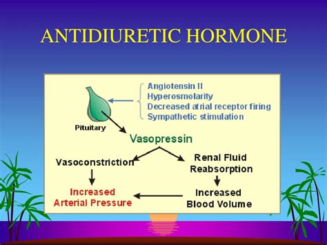 PPT - CARDIAC REGULATION PowerPoint Presentation - ID:317692