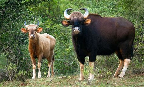 Albino gaur | Weird animals, Animals beautiful, Animals