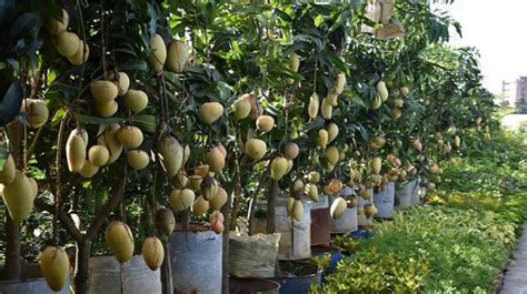 Mango variety / Mango cultivation in Bangladesh - NewResultBD.Com