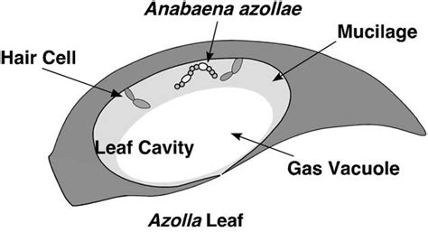 Themes of Parasitology: Anabaena azollae: Water Fern's Krantt