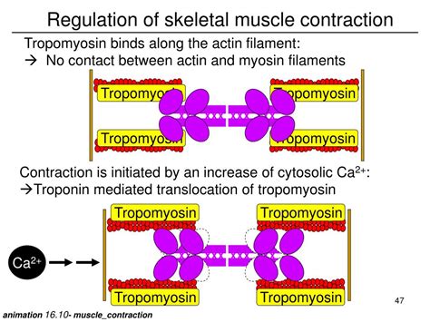 PPT - The cytoskeleton Function, design and regulation PowerPoint ...