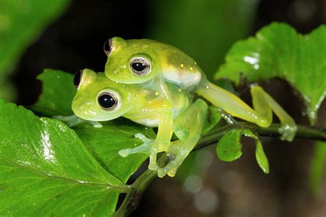 Glass Frogs Mating #1 by Science Photo Library