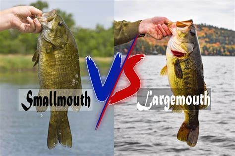 Smallmouth Vs Largemouth Bass: Full Guide | Ouachitaouachitaadventures.com