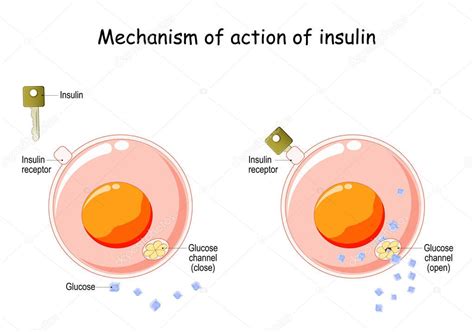 Mechanism Of Action Of Insulin How Does Insulin Work Scheme ...