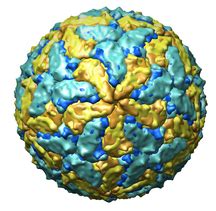 Visualization of Virus Capsids