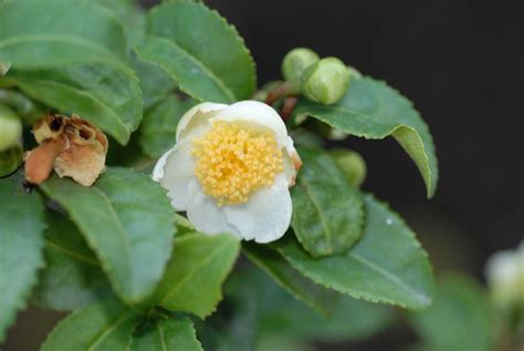 Camellia sinensis (Theaceae) image 25338 at