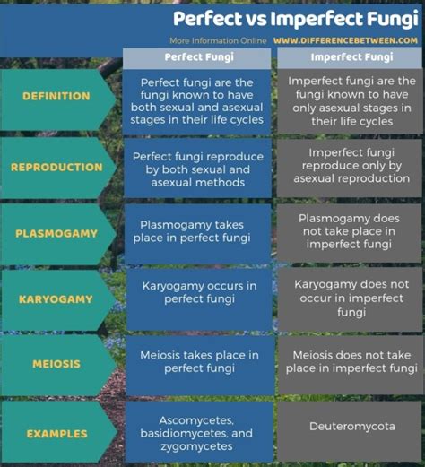 What is perfect and imperfect stage of fungi? | Class Eleven Biology