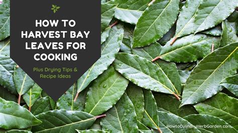 How to Harvest Bay Leaves for Cooking - Plus Drying Tips & Recipe Ideas