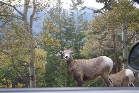 Pin on Canmore & Kananaskis Alberta