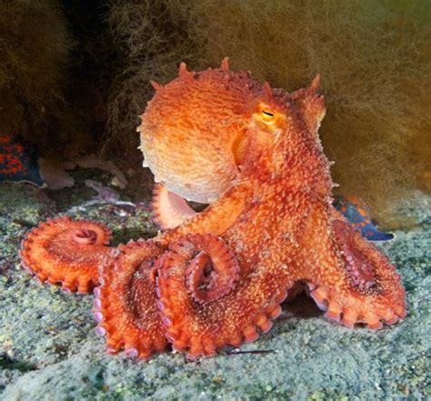 Friday Cephalopod: Incredible Octopus Talent #382: Wearing bright orange with dignity