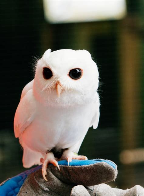 A cute baby pure white owl stock image. Image of close - 167830377