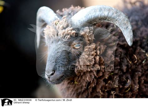 MAZ-03938 - Ushant sheep images stock pictures buy professional - Tierfotoagentur