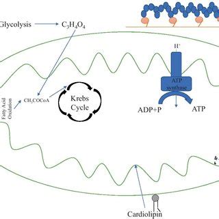 Energy metabolism in a healthy heart. High-energy triphosphate ...