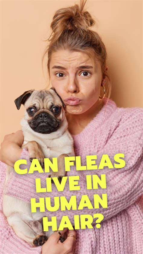 Can Fleas Live In Human Hair? Here’s What You Need To Know - Expert Home Tips