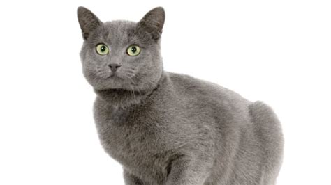 7 Elegant Facts About Chartreux Cats | Mental Floss