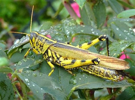 bird grasshopper ? yellow and black aposematic form ? - Schistocerca lineata - BugGuide.Net