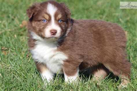 AKC/ASCA Blue-eyed Red Tri Male Avery | Australian shepherd training ...