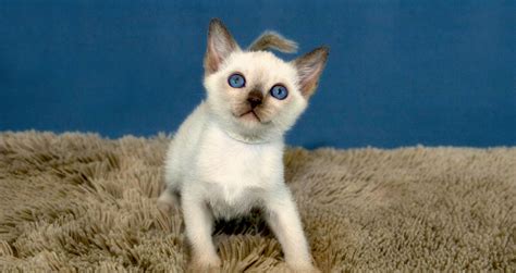 5 Things to Know About Tonkinese Cats - Petful