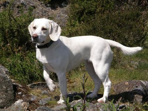 White Beagle | White beagle, Dog breeds, Large dog breeds