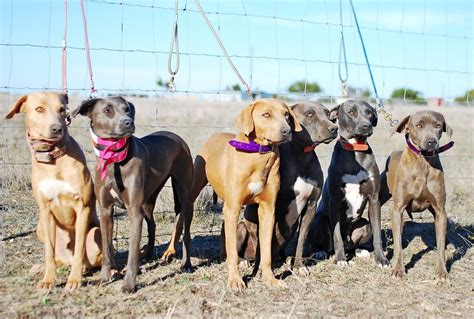 Any Texas Blue Lacy owners?