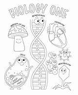 Biology Askabiologist Asu Bubakids Dierlijke Cel 課題 Directions Sketch  sketch template