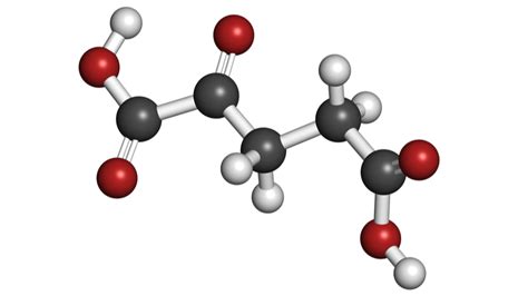 Alpha Ketoglutarate | Lifespan.io