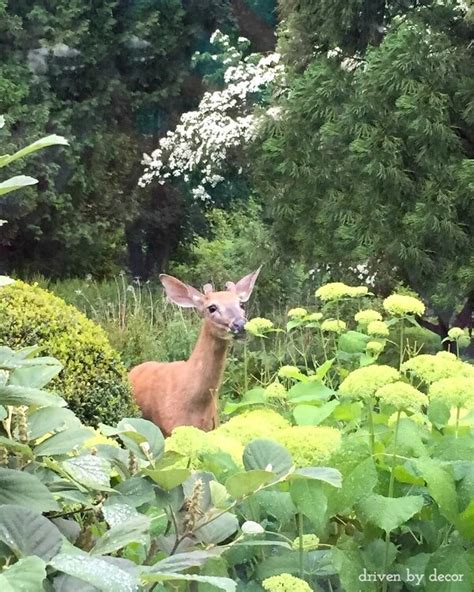 How to Stop Deer From Eating Your Plants! | Driven by Decor