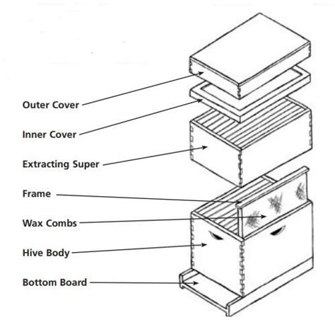 Diagram of a hive | Flow hive, Beekeeping for dummies, Hives