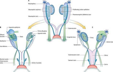 Development of the urogenital system | Basicmedical Key