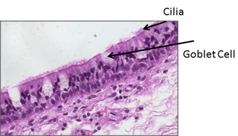 Goblet cells