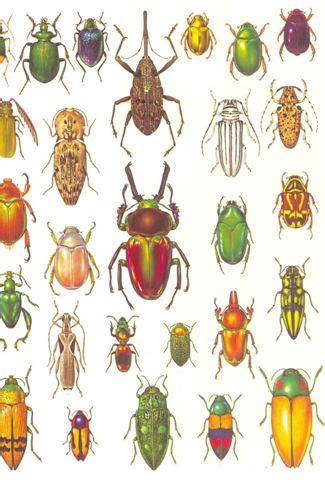 Classification of Insects | Zoology for IAS, IFoS and other competitive exams