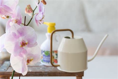 How to Fertilize Orchids