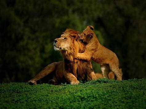 Cute Lion Wallpapers - Top Free Cute Lion Backgrounds - WallpaperAccess