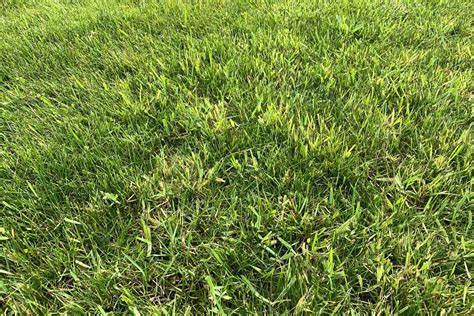 Grassy Lawn Weeds: What You Need to Know • GreenView