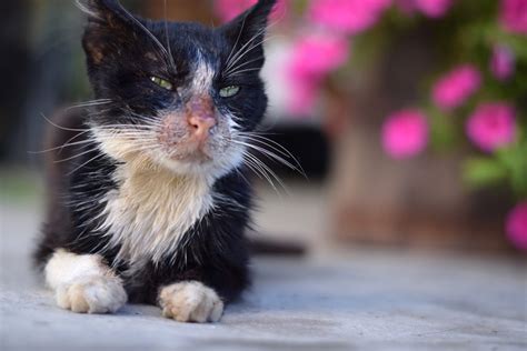 What is feline leukemia? | How to care for a cat with FeLV