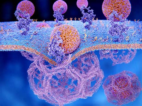 LDL Particles Binding To LDL Receptors on the Cell Membrane Stock ...