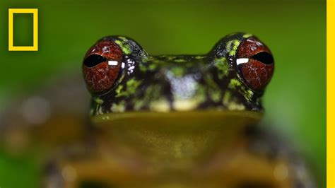 Stunning Close-ups: Meet These Frogs Before They Go Extinct | National ...