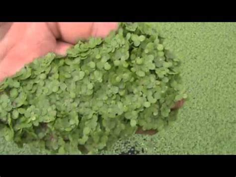 Growing Duckweed in Florida - YouTube